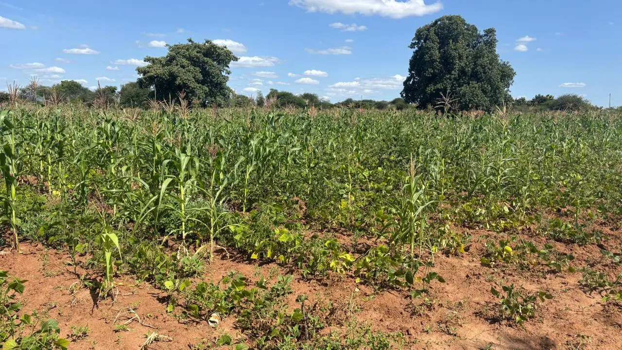 Land for Lease in Machakos County: Farming and Commercial Options